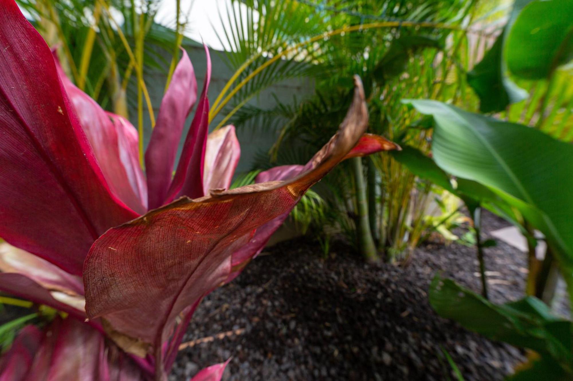 Plumeria Suite, 2-Bedrooms, Sleeps 6, Pool & Bbq, Pre-Renovation Summer Sale Kīhei Exterior foto